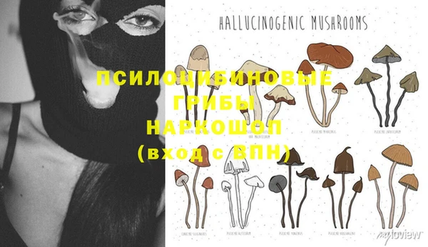 хмурый Пересвет